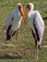 /album/fotos-afrika/eliz-2-small-jpg/